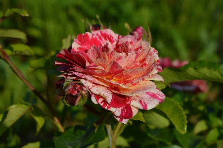 Rose plant variegated red Photo