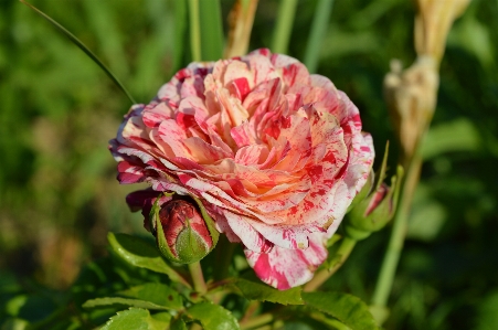 Foto Rosa pianta variegato
 rosso