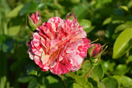 Rose plant variegated red Photo