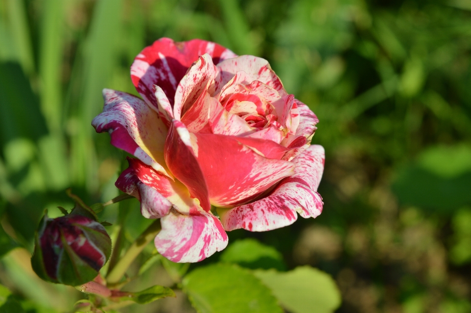 Rosa planta jaspeado
 rojo