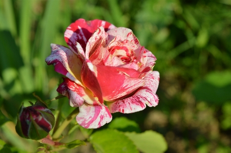 Rose plant variegated red Photo