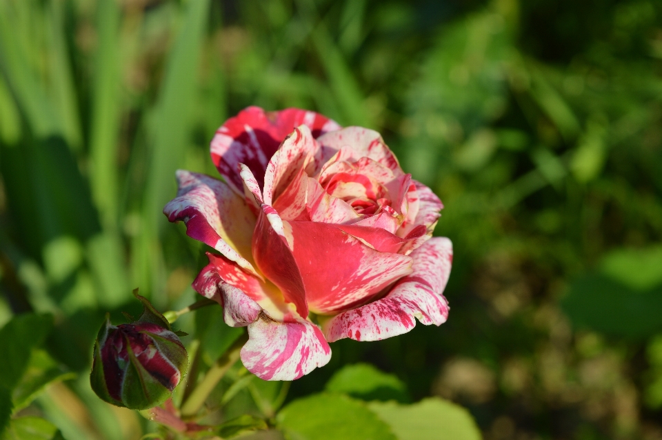 Rose plant variegated red