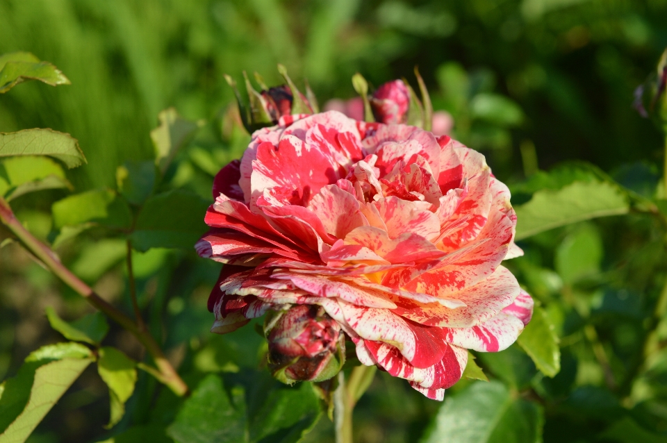 薔薇 植物 多彩な
 赤