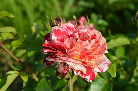 Rose plant variegated red Photo