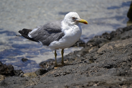 Bird seagull nature animals Photo