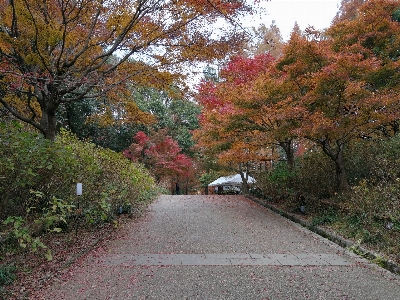 Maple tree japan leaf Photo