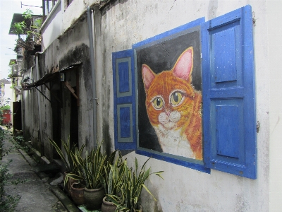 Cat window mural wall Photo