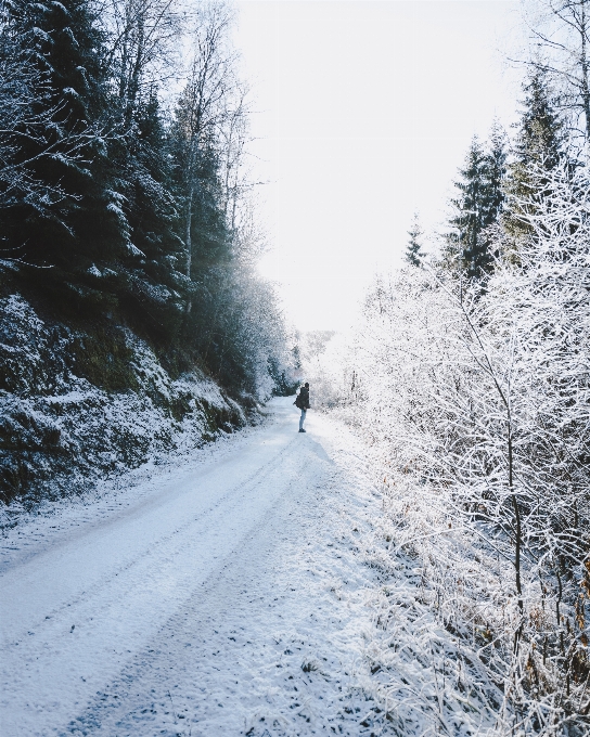 Nevicare inverno albero congelamento