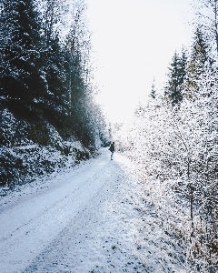 雪 冬 木 凍結 写真