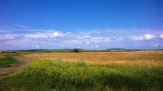 Landscape field grass blue sky Photo