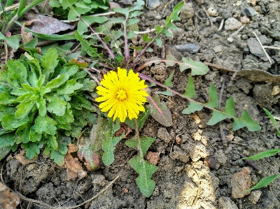 Foto Dente de leão grama natureza primavera