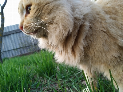 Foto Gato grama ruivo bicho de estimação