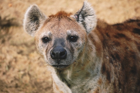 ハイエナ 哺乳類 脊椎動物
 陸上動物
 写真