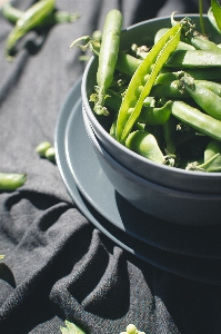 Plant snap pea flower vegetable Photo