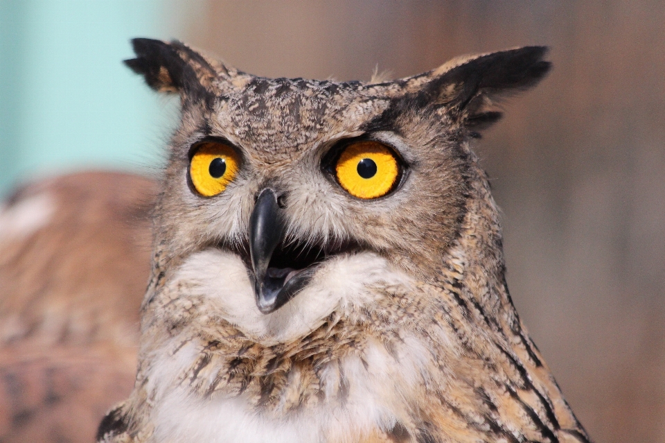 Owl bird vertebrate of prey