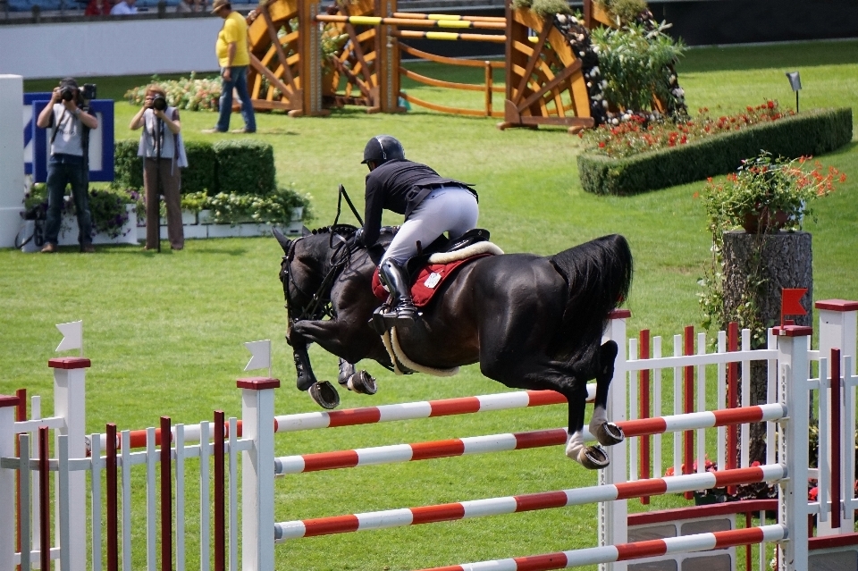 Horse show jumping bridle animal sports