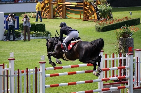 Pferd springreiten
 zaum
 tiersport
 Foto