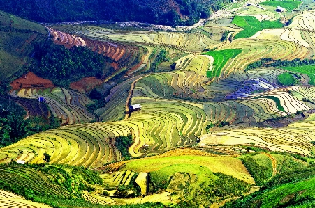 Foto Alam pemandangan alam
 teras lanskap