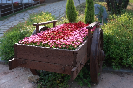 植物 红色的 花 花园 照片