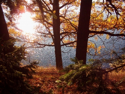 Tree nature natural landscape sky Photo