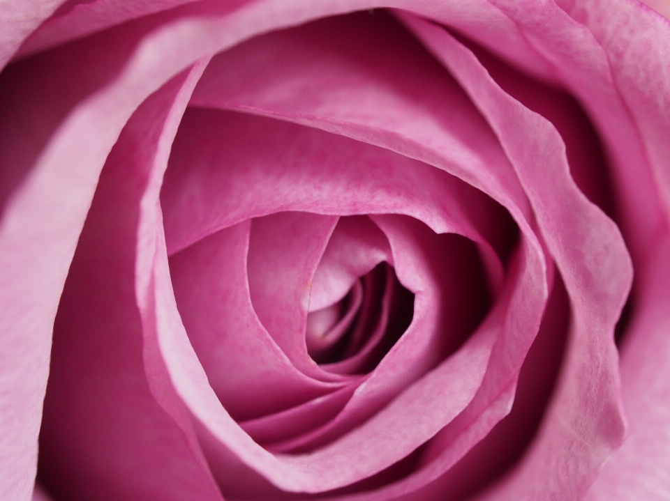 Garden roses petal rose pink