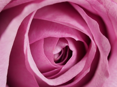 Garden roses petal rose pink Photo