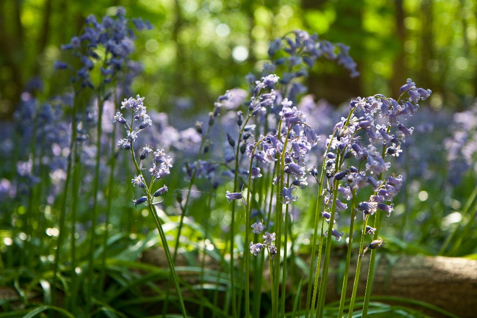 Flower lavender plant flowering