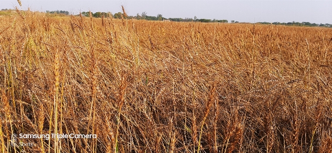 Plants field plant prairie Photo