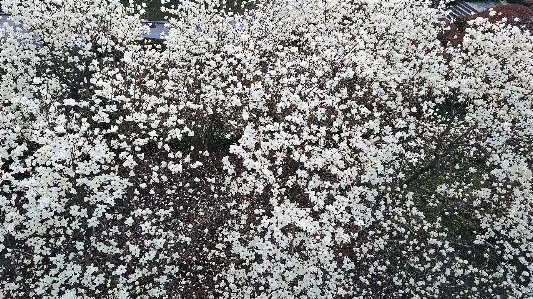 Flower plant spring blossom Photo