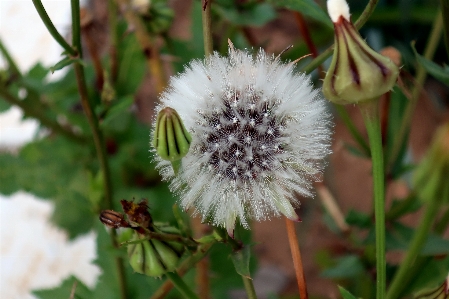 Flora flower flowers garden Photo