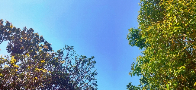 Foto Langit pohon alam siang hari