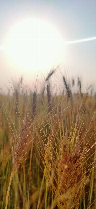 Sunlight nature grass field