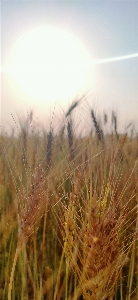 Sunlight nature grass field Photo