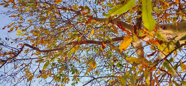 Tree branch leaf woody plant Photo