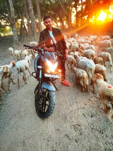 Forest goats vehicle goat Photo