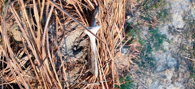 Animal straw tree plant Photo