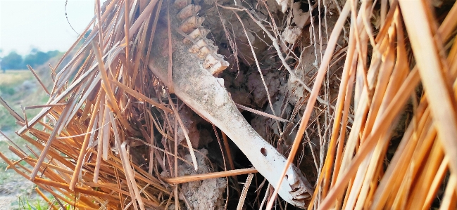 Animal straw grass family Photo