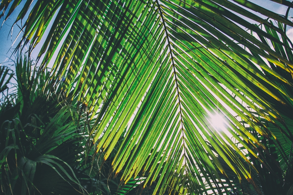 Tree vegetation palm arecales