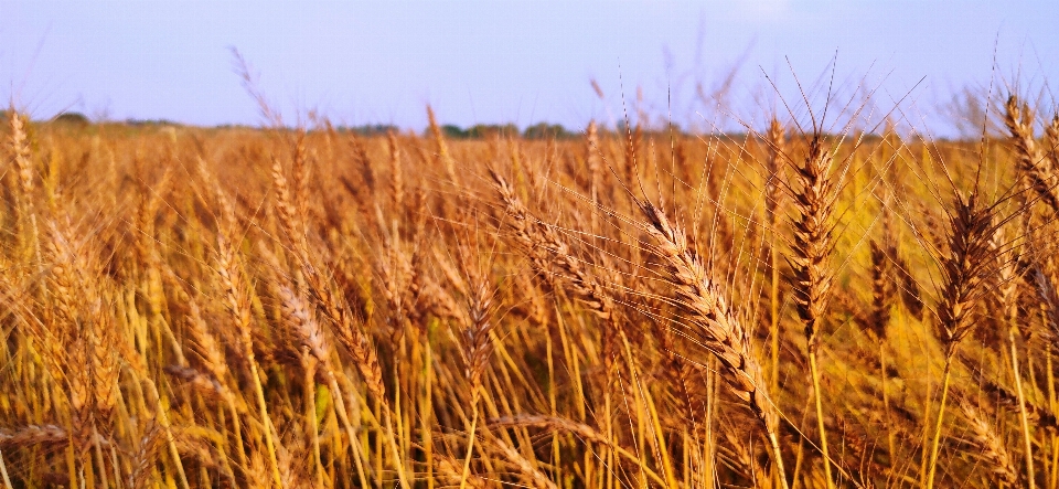 Wheat tree gold grain