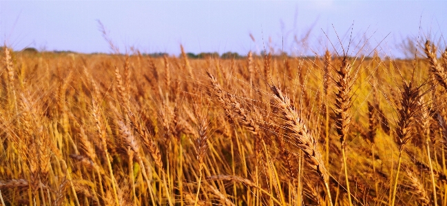 Wheat tree gold grain Photo