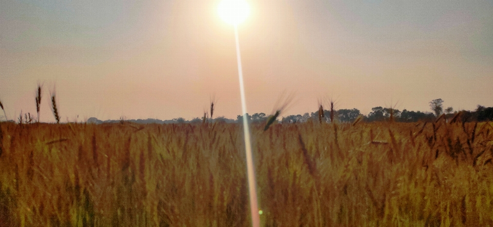 Wheat field grass family