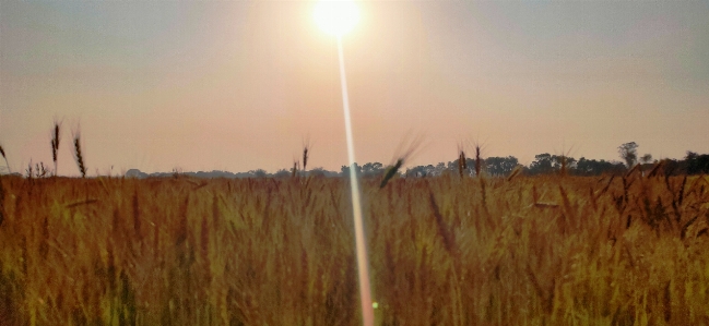 Wheat field grass family Photo