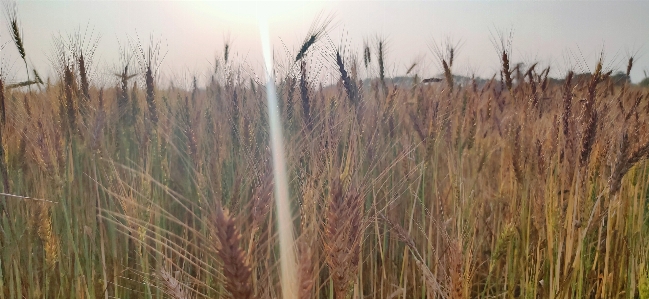 Wheat grass plant prairie Photo