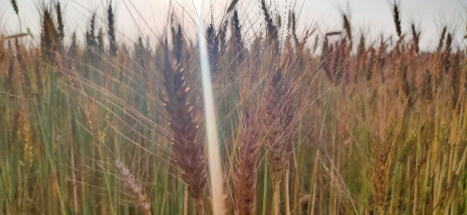 Wheat plant food grain crop