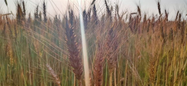 Wheat plant food grain crop Photo