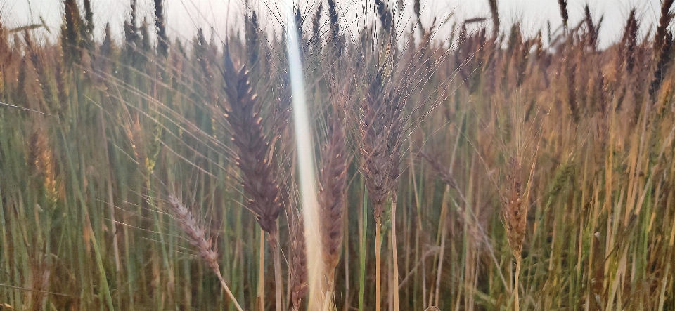 Blé herbe usine phragmites
