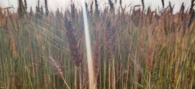 Wheat grass plant phragmites Photo