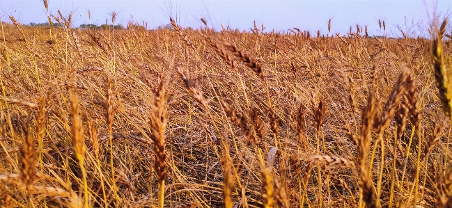 Wheat grain field food Photo