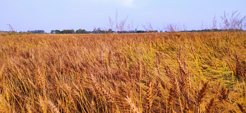 Beauty field plant prairie