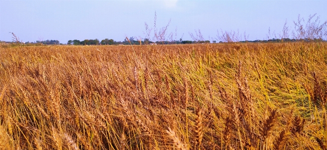 Beauty field plant prairie Photo